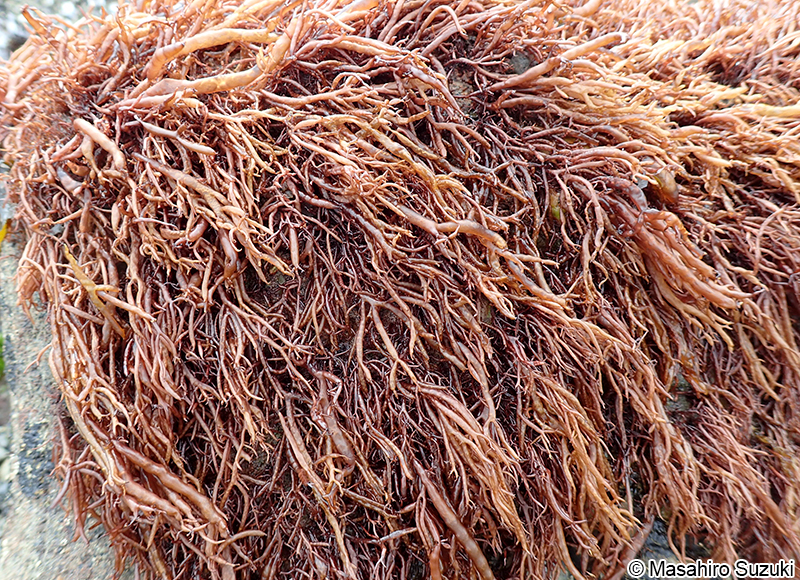 フクロフノリ Gloiopeltis furcata