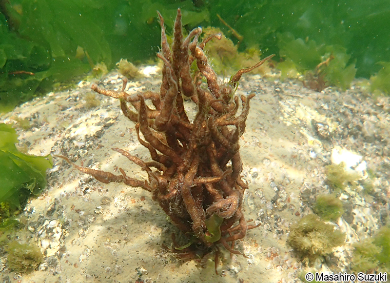 オシマフノリ Gloiopeltis coliformis