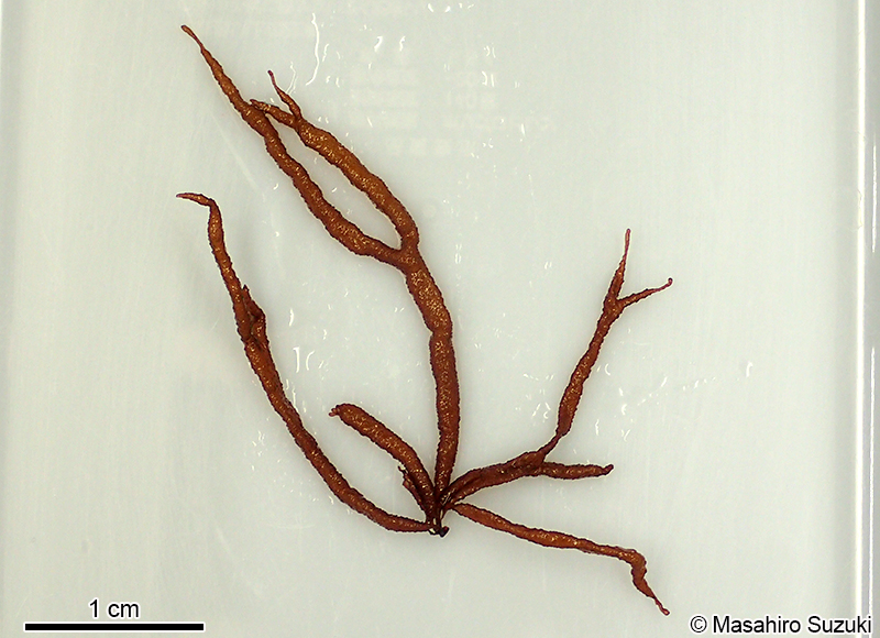 オシマフノリ Gloiopeltis coliformis