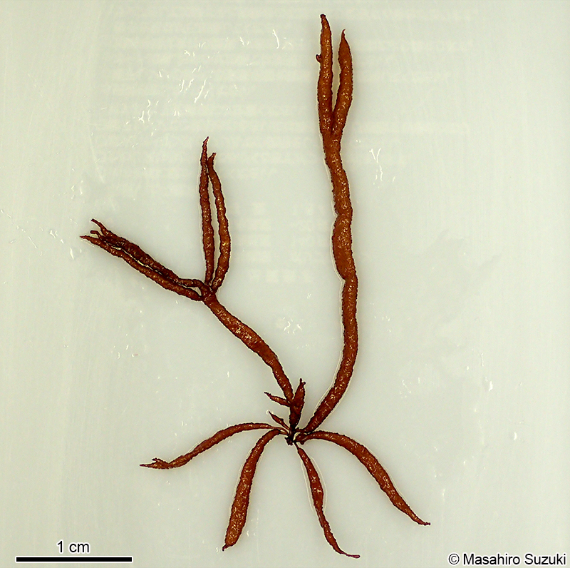 オシマフノリ Gloiopeltis coliformis