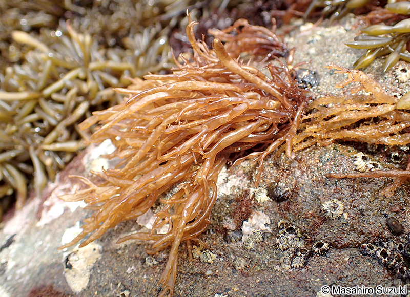 オシマフノリ Gloiopeltis coliformis