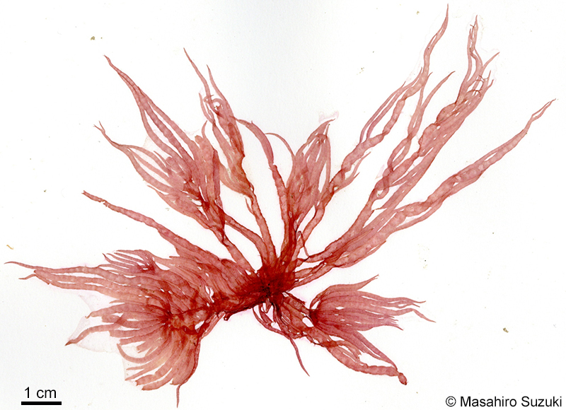 イトフノリ Gloiosiphonia capillaris