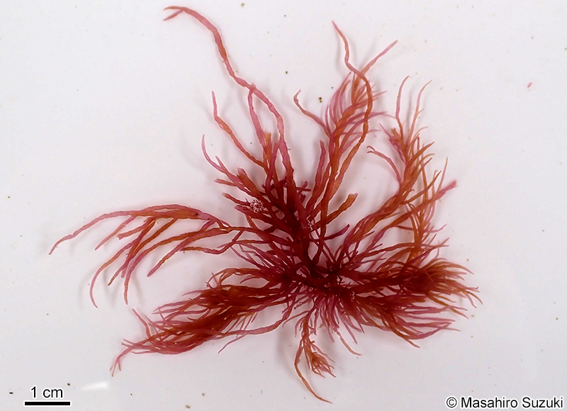 イトフノリ Gloiosiphonia capillaris