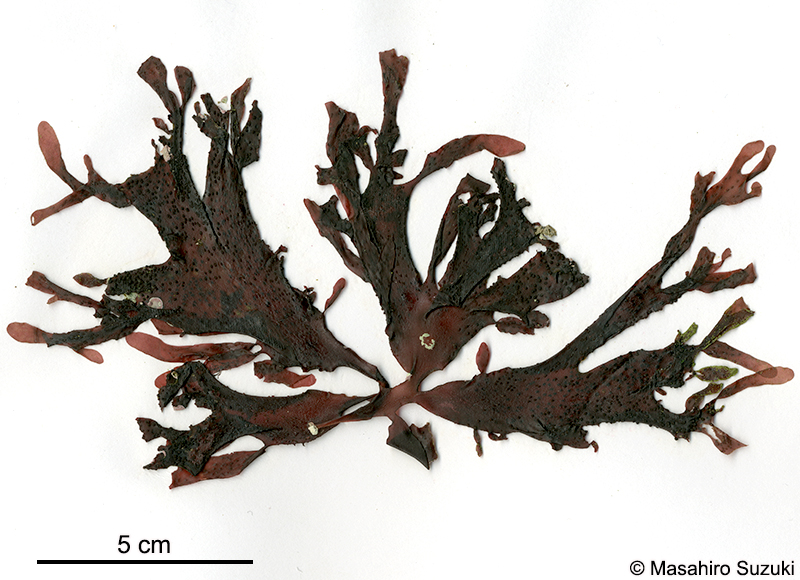 キヌカバノリ Gracilaria cuneifolia