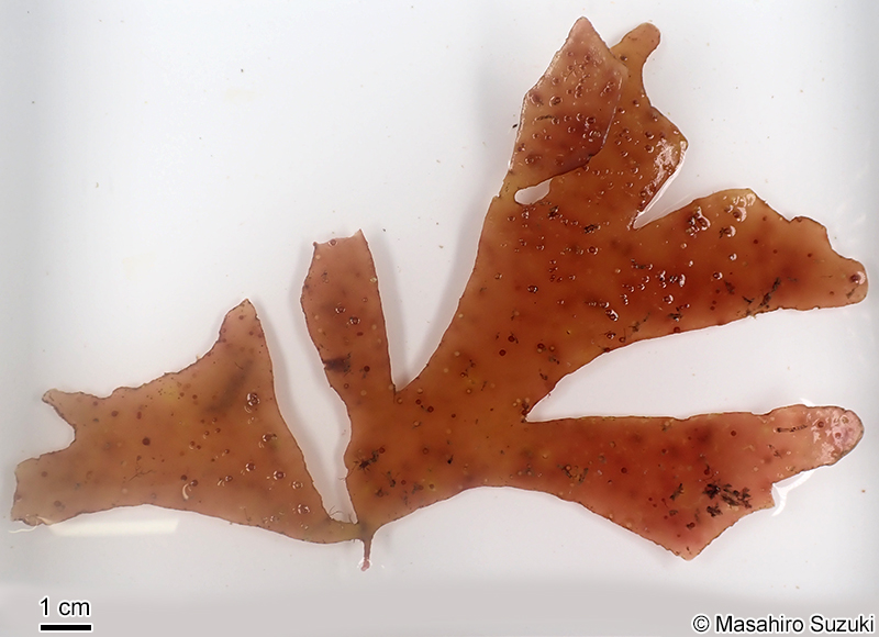 シンカイカバノリ Gracilaria sublittoralis