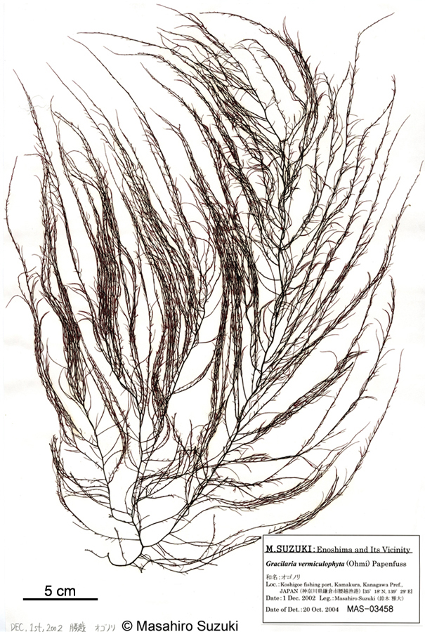 オゴノリ Agarophyton vermiculophyllum