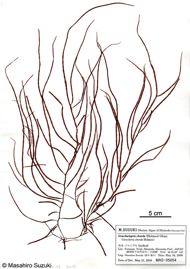 ツルシラモ Gracilariopsis chorda