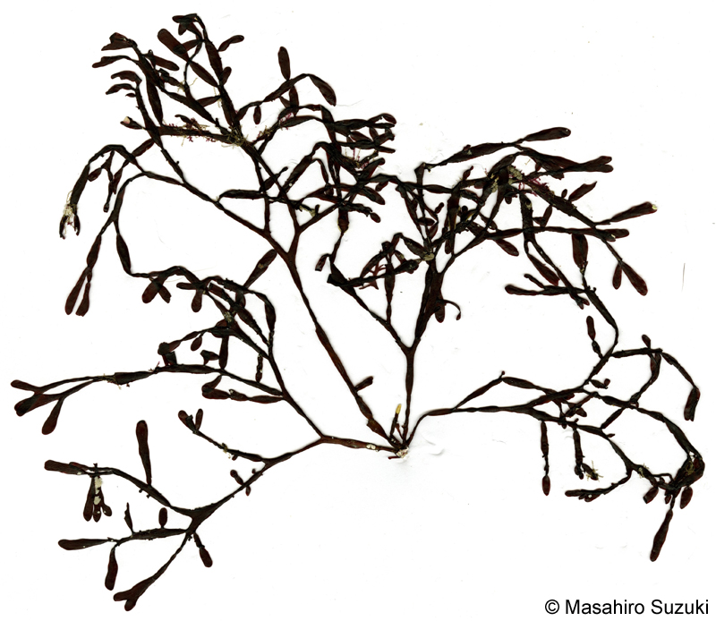 フシキントキ Grateloupia articulata