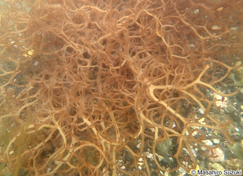 ベニモズク Helminthocladia australis