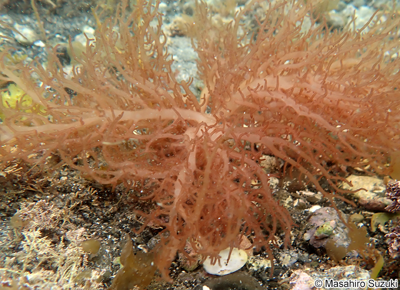 ベニモズク Helminthocladia australis