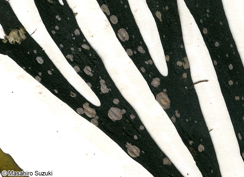 エンリンモカサ Heteroderma gibbsii