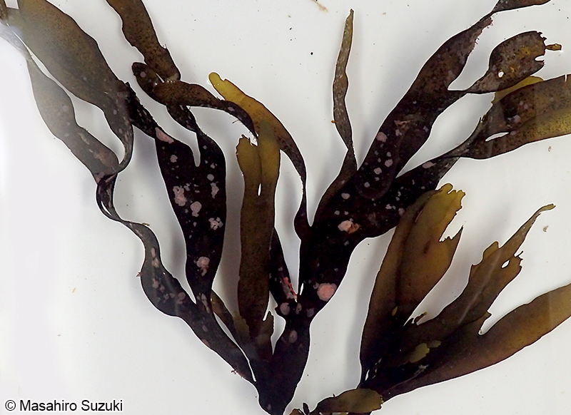 エンリンモカサ Heteroderma gibbsii