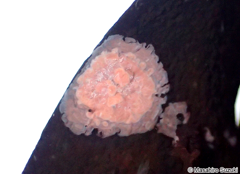 エンリンモカサ Heteroderma gibbsii