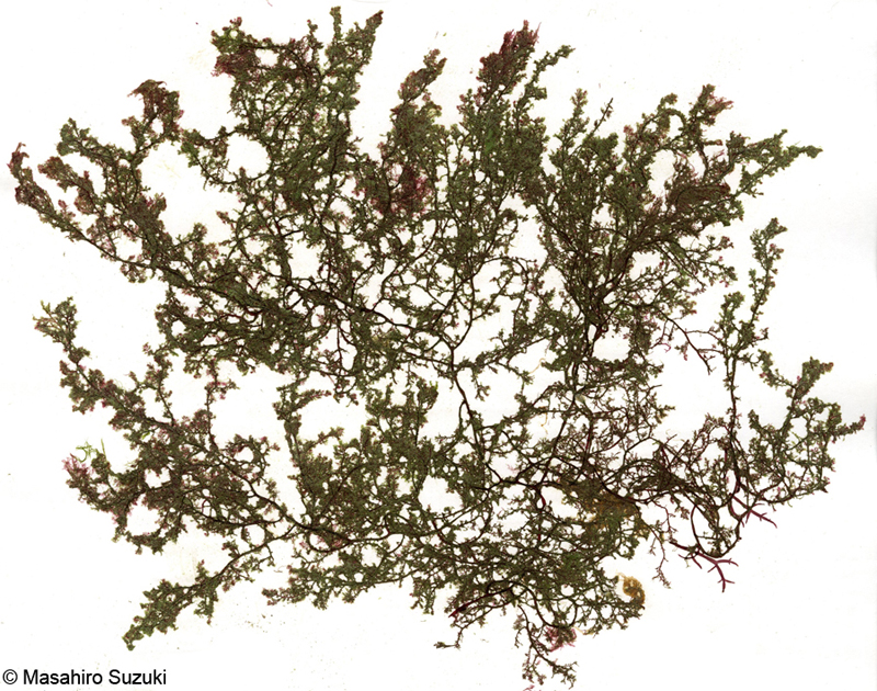 イソハギ Dasysiphonia japonica
