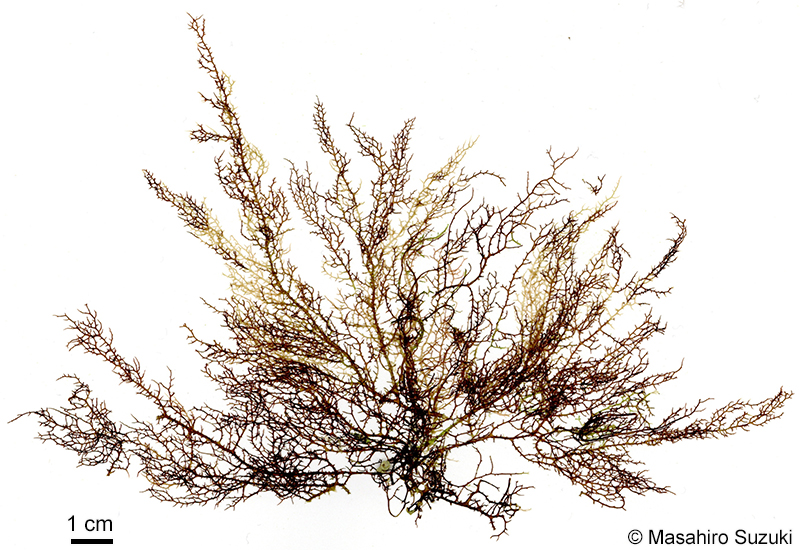 ホシガタイバラ Hypnea corona