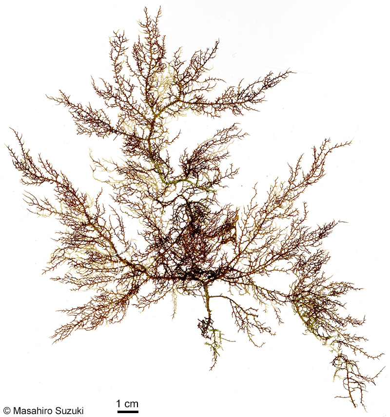 ホシガタイバラ Hypnea corona