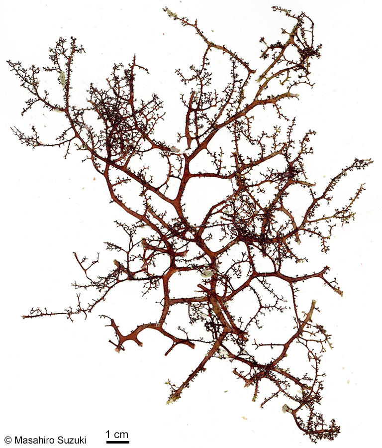 ベニイバラノリ Hypnea yamadae