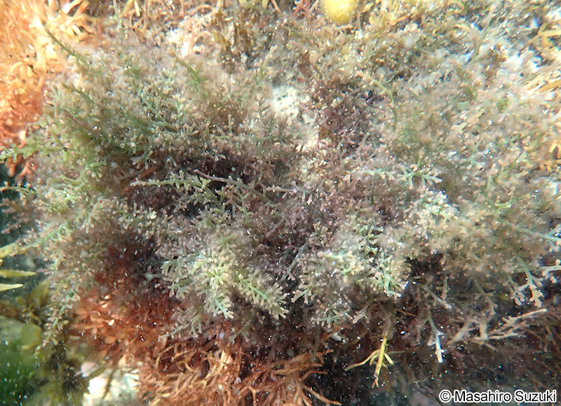 モツレソゾ Laurencia intricata