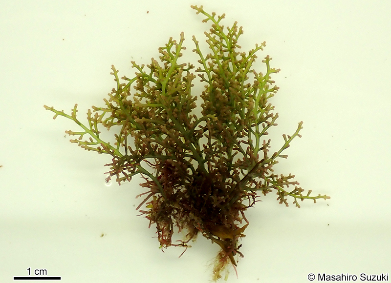 モツレソゾ Laurencia intricata