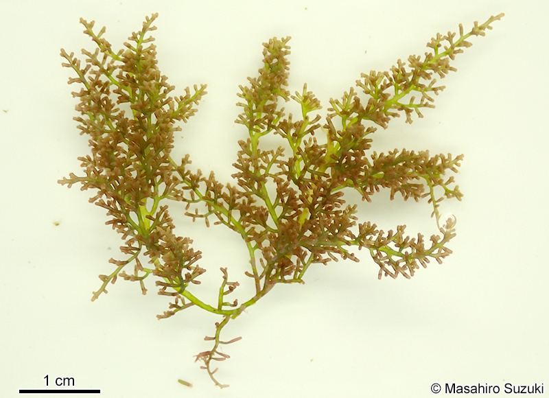 モツレソゾ Laurencia intricata