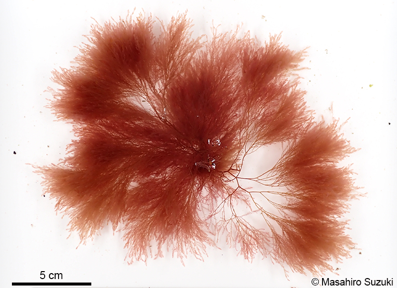 ヨレミグサ Lophocladia japonica