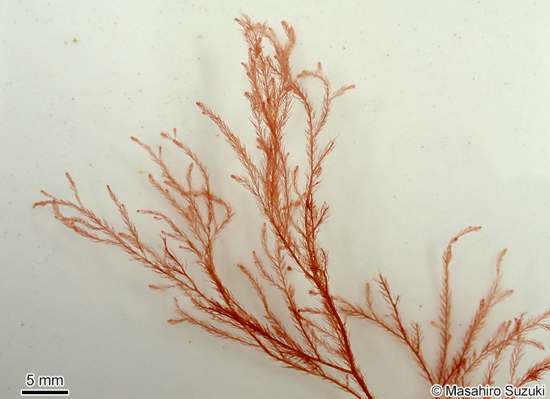 ヨレミグサ Lophocladia japonica