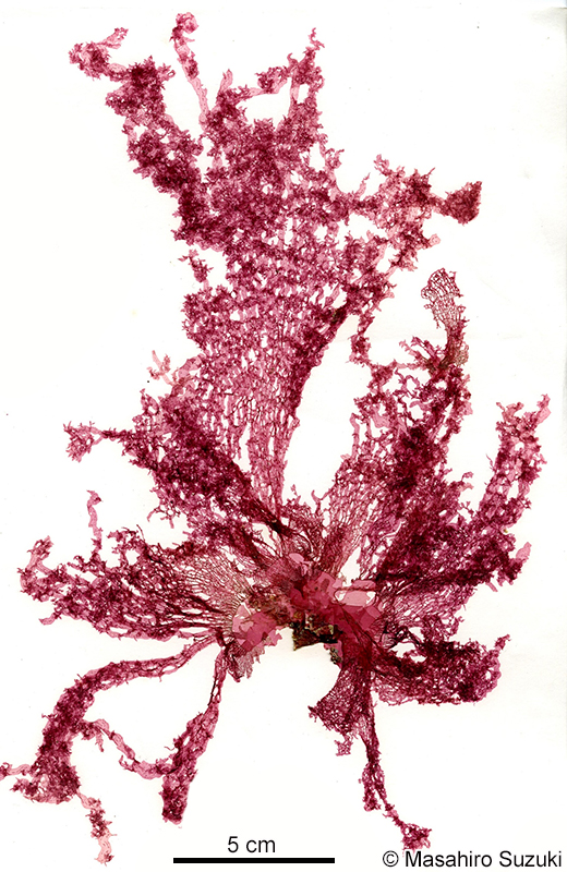 アヤニシキ Martensia jejuensis