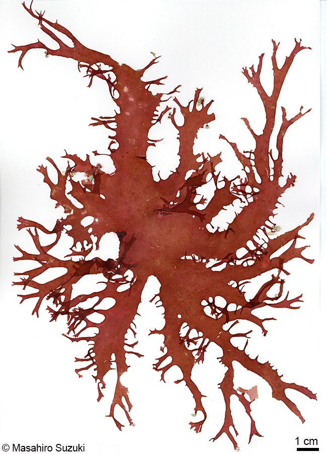 トサカノリ Meristotheca japonica