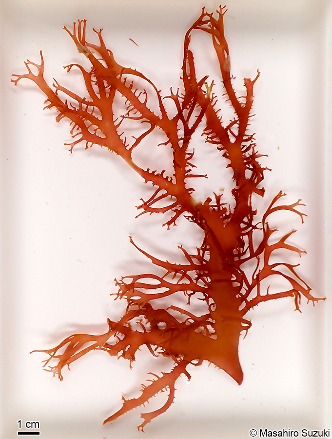 トサカノリ Meristotheca japonica