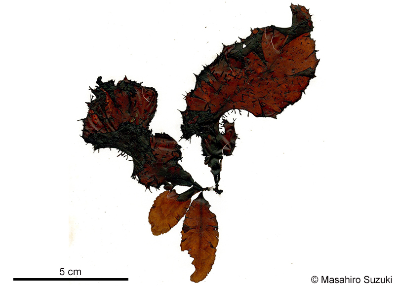 スズシロノリ Neoholmesia japonica