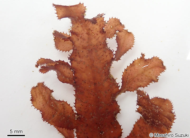 クロイソバショウ Neurymenia nigricans