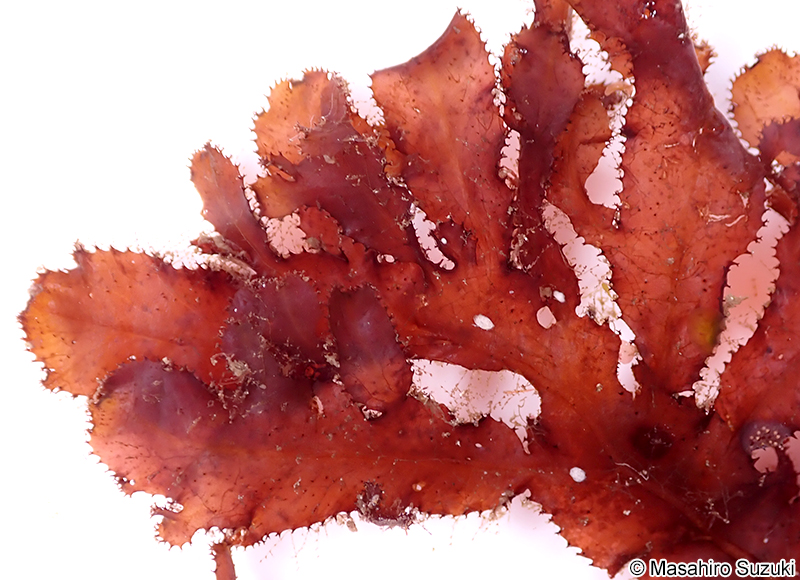 クロイソバショウ Neurymenia nigricans