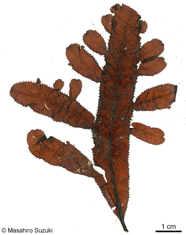 クロイソバショウ Neurymenia nigricans