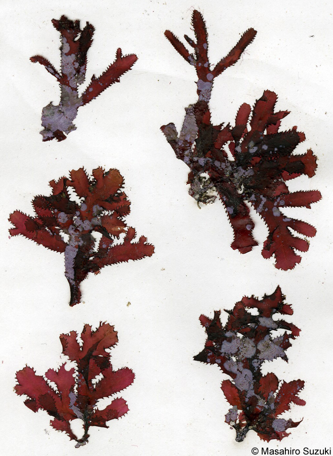 カエリナミ Osmundaria obtusiloba