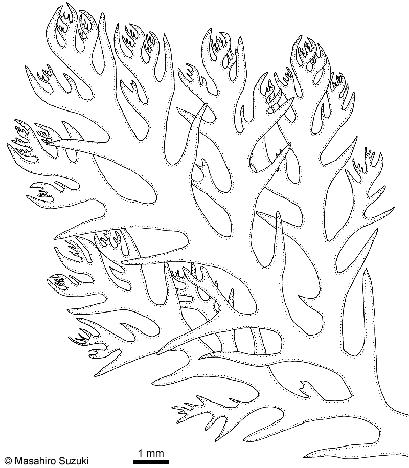 ユカリ Plocamium luculentum