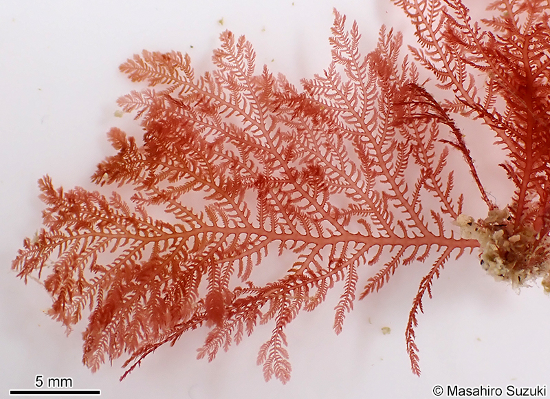 イトシノブ Plumariella yoshikawae