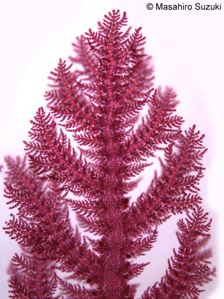 イトシノブ Plumariella yoshikawae