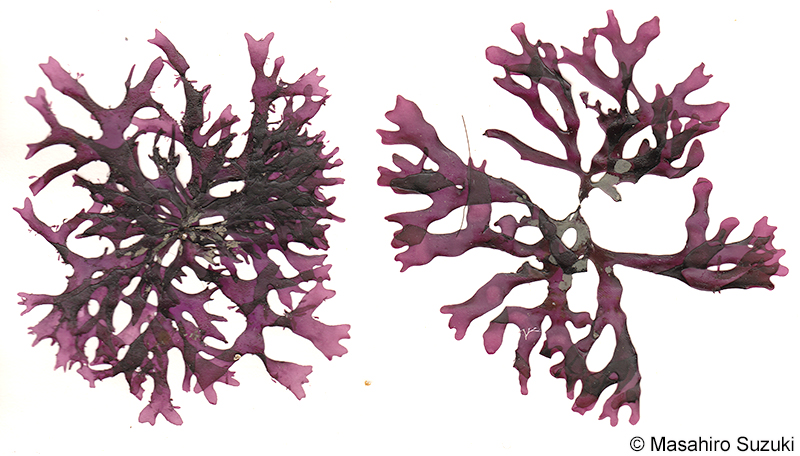 Prionitis foliosissima