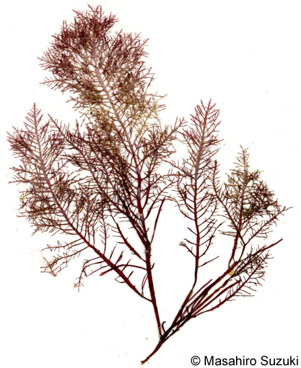 カタオバクサ Pterocladiella capillacea