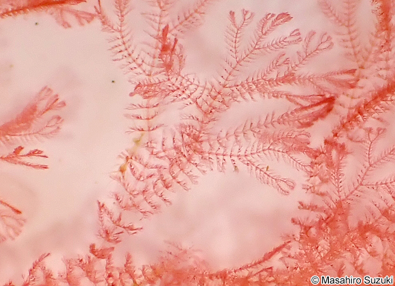 Pterothamnion polysporum