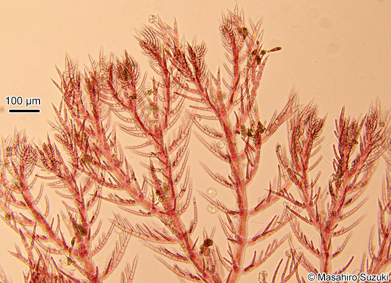 Pterothamnion polysporum