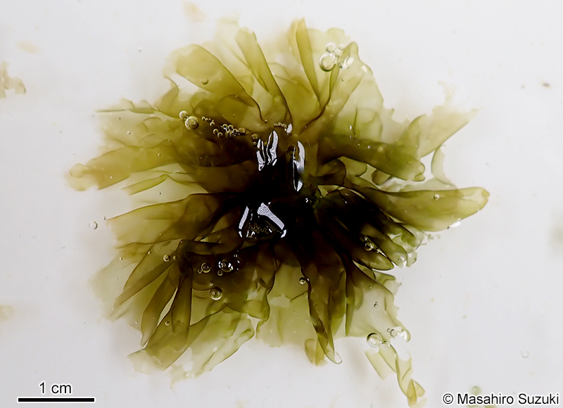ツクシアマノリ Pyropia acanthophora