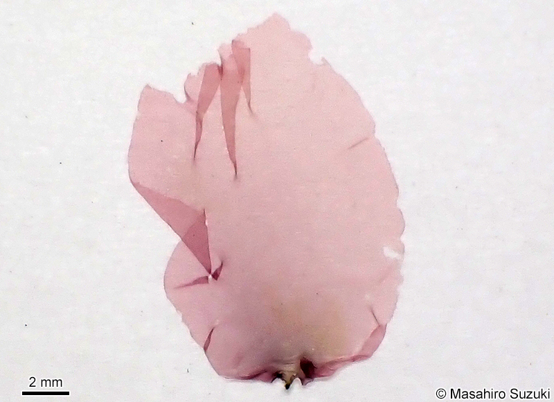 ツクシアマノリ Pyropia acanthophora