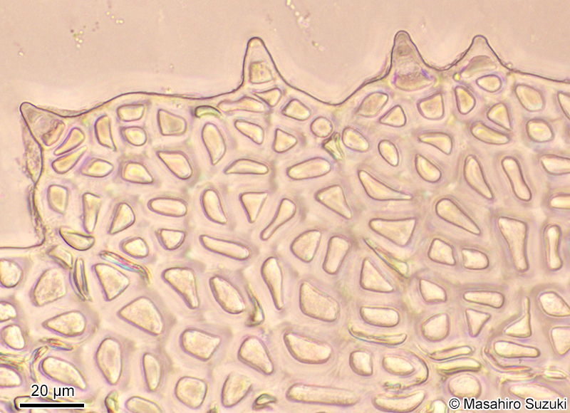 体縁辺部の表面観