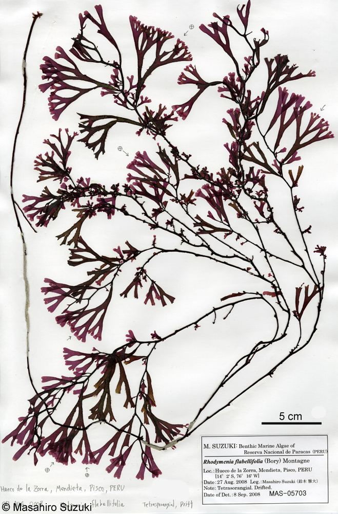 Rhodymenia flabellifolia