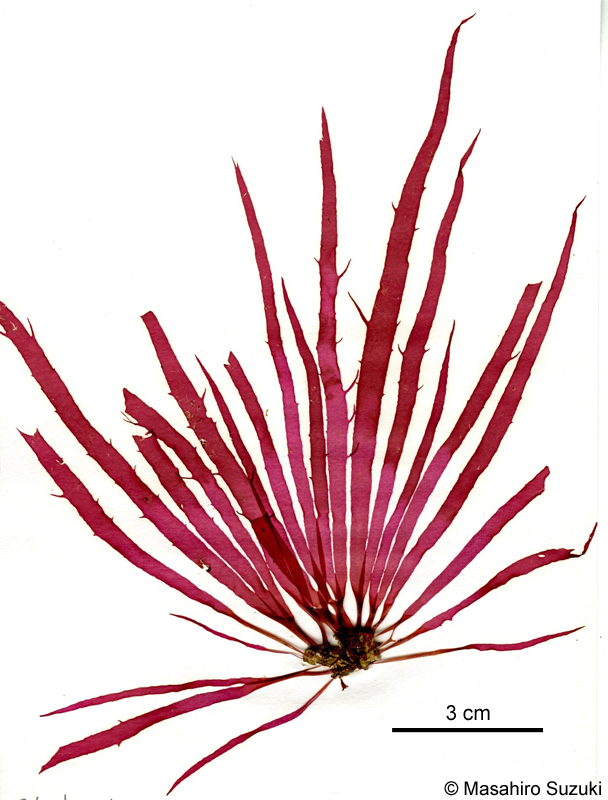 ホウノオ Schmitzia japonica