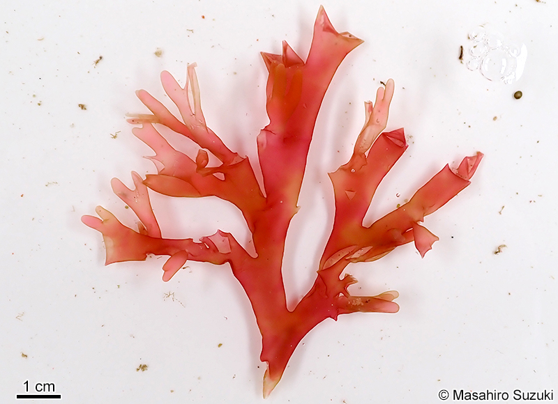 ヌラクサ Sebdenia flabellata