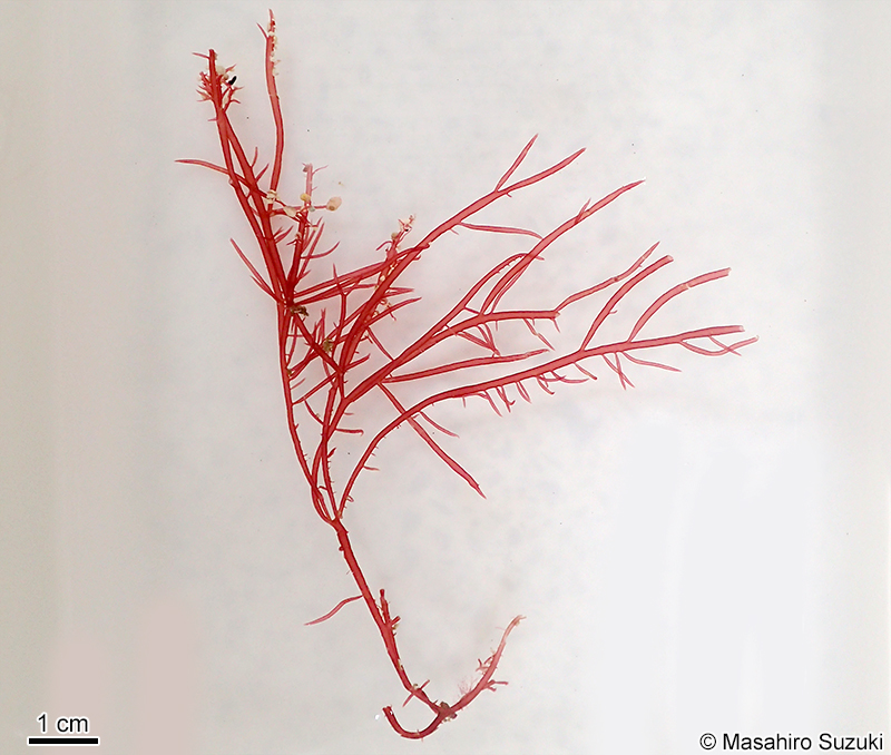 ベニホソバミリン Solieria yoshidae