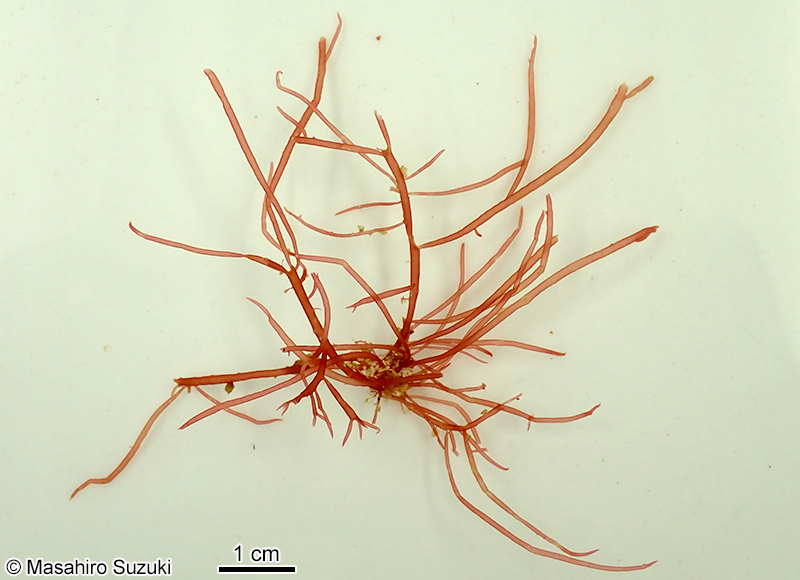 ベニホソバミリン Solieria yoshidae