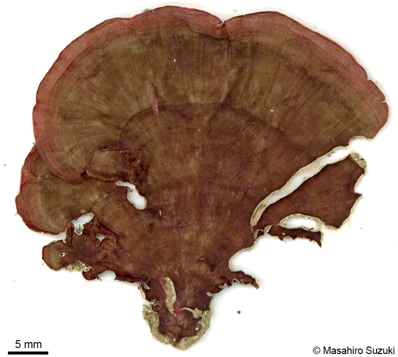 エツキイワノカワ Sonderophycus cauliferus